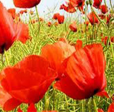 POPY FLOWER WHOLE RED